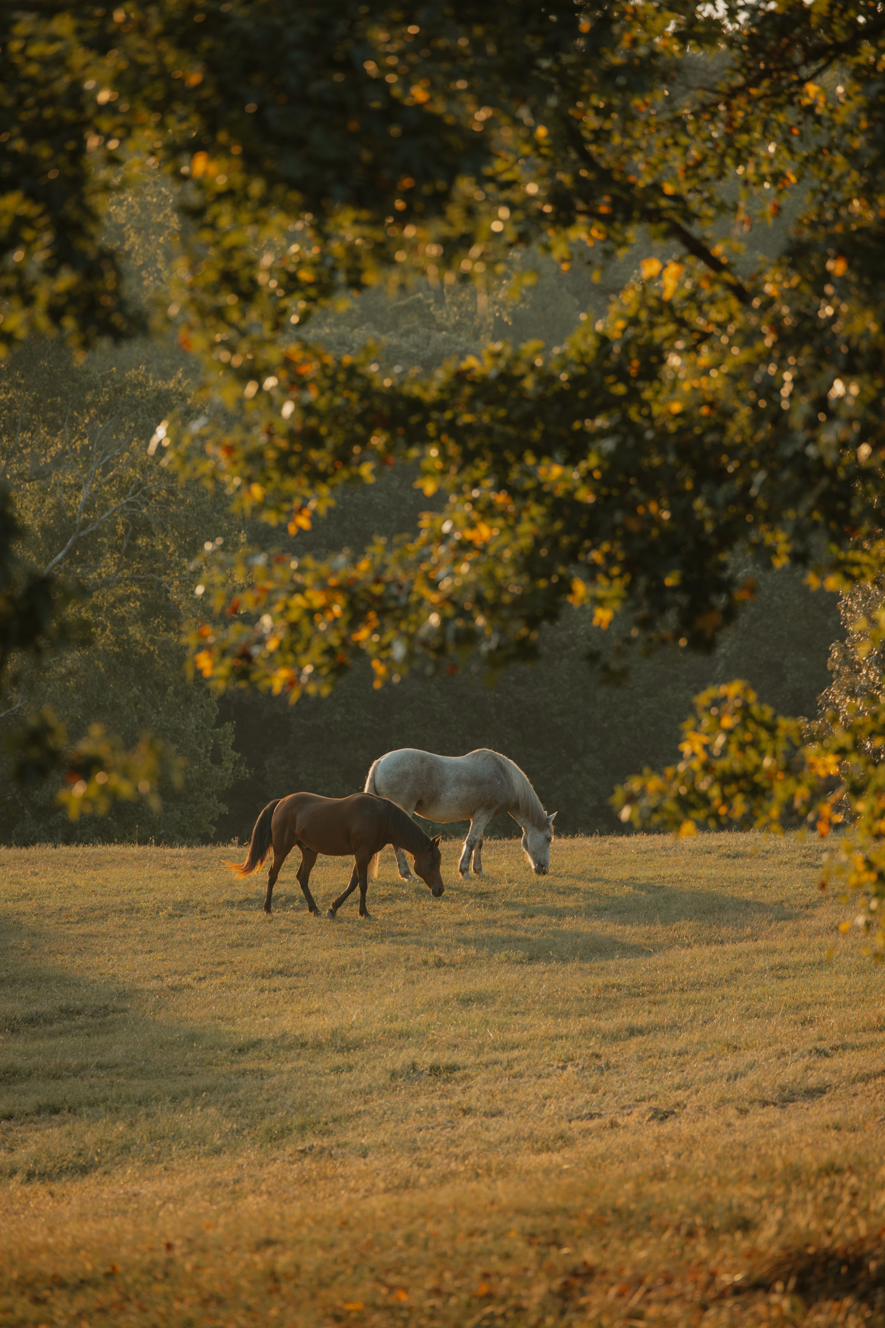 Triple Creek Ranch